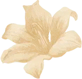 bông hoa spa